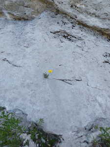 Fleur inscrustée dans une fissure d'une dalle de calcaire.
