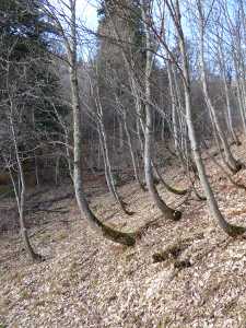 En contrebas du col de la Cochette, arbres courbés par les coulées de neige.