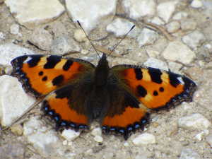 Papillon au sol.