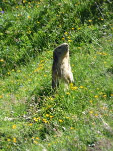 Marmotte à Rossanaz.