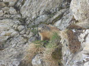 Marmotte à Rossanaz. Sur l'autre versant.