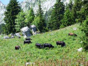 Vaches de race Herens (originaire de Suisse), sur le bas de l'alpage.