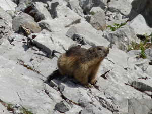 Marmotte en contrebas de la Combe aux Chevaux.