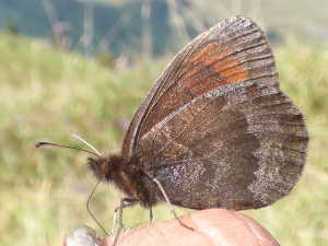 Papillon au sommet du Grand Parra.
