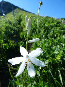 Phalangère à fleurs de lis. Anthericum liliago.