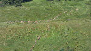 Course des mouflons sous Chaurionde, en Bauges.