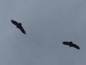 Couple de vautours fauves.