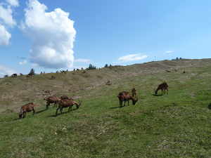Les chèvres 'alpines chamoisées' qui paturent Margeriaz.