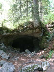 Un sapin qui a poussé sur une grotte à proximité du chemin.