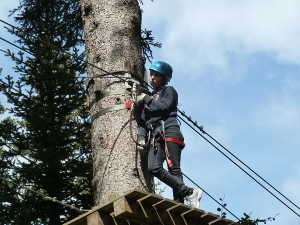 Plateforme de parcours forestiers.