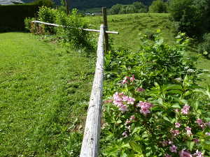 La haie vive (en juin 2013) replantée aprés les sapins.