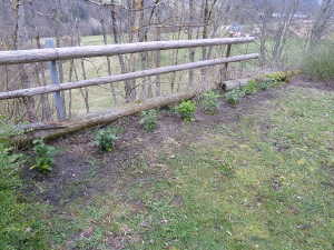 Haie d'une dizaine de lauriers plantés en 2016, de l'autre côté des gites.