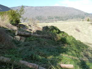 Puis une fois abbattus.