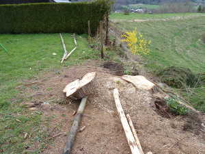 Une des souches. Et le tapis d'aiguilles et de racines qui recouvraient le sol.