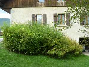 La façade, coté Est, en été 2015.